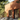ROCKING HORSE™ EXTERIOR MASONRY PAINT - Knuckles