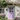 COTTAGE GARDEN™ EXTERIOR DOOR PAINT - Knuckles