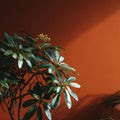 Kern Interior Emulsion Paint - Image 16