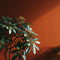Kern Interior Emulsion Paint - Image 16