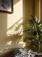 Lemon Glaze Interior Emulsion Paint - Image 8