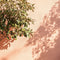 Parade Exterior Masonry Paint - Image 7